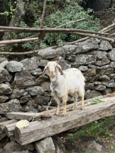 WhatsApp Image 2025-05-03 at 9.03.08 PM