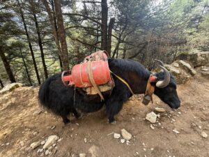 WhatsApp Image 2025-05-08 at 3.09.21 PM