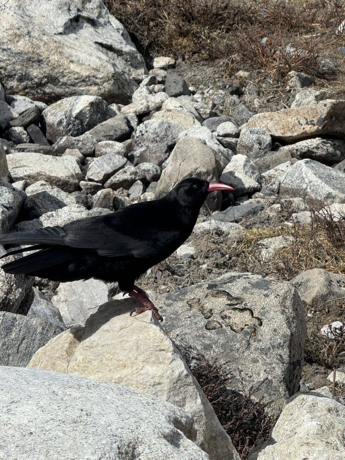 WhatsApp Image 2025-05-12 at 9.58.32 AM