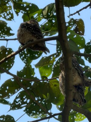 WhatsApp Image 2025-11-11 at 4.27.43 PM (1)