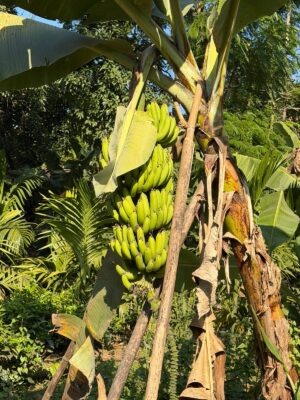 WhatsApp Image 2025-11-30 at 11.12.31 AM (1)