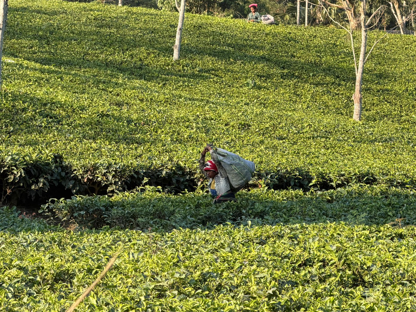 WhatsApp Image 2025-11-30 at 11.12.36 AM