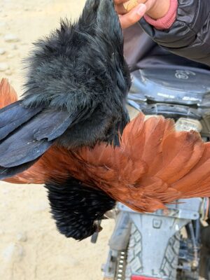 WhatsApp Image 2025-12-01 at 7.08.20 PM (1)