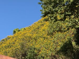 WhatsApp Image 2025-12-07 at 11.48.04 AM (2)