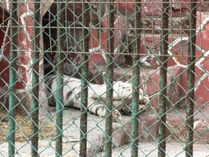 WhatsApp Image 2026-02-05 at 12.00.01 PM (1)