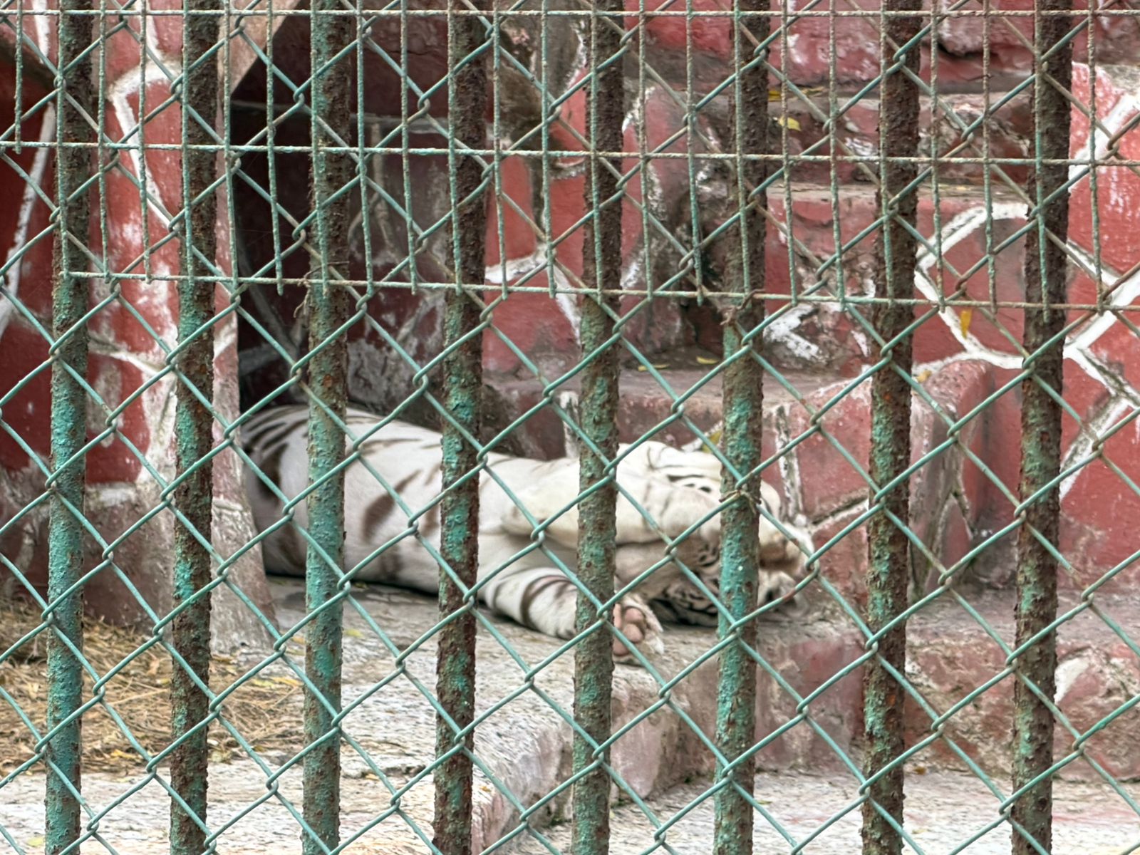 WhatsApp Image 2026-02-05 at 12.00.01 PM (1)