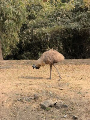 WhatsApp Image 2026-02-05 at 12.00.07 PM (1)