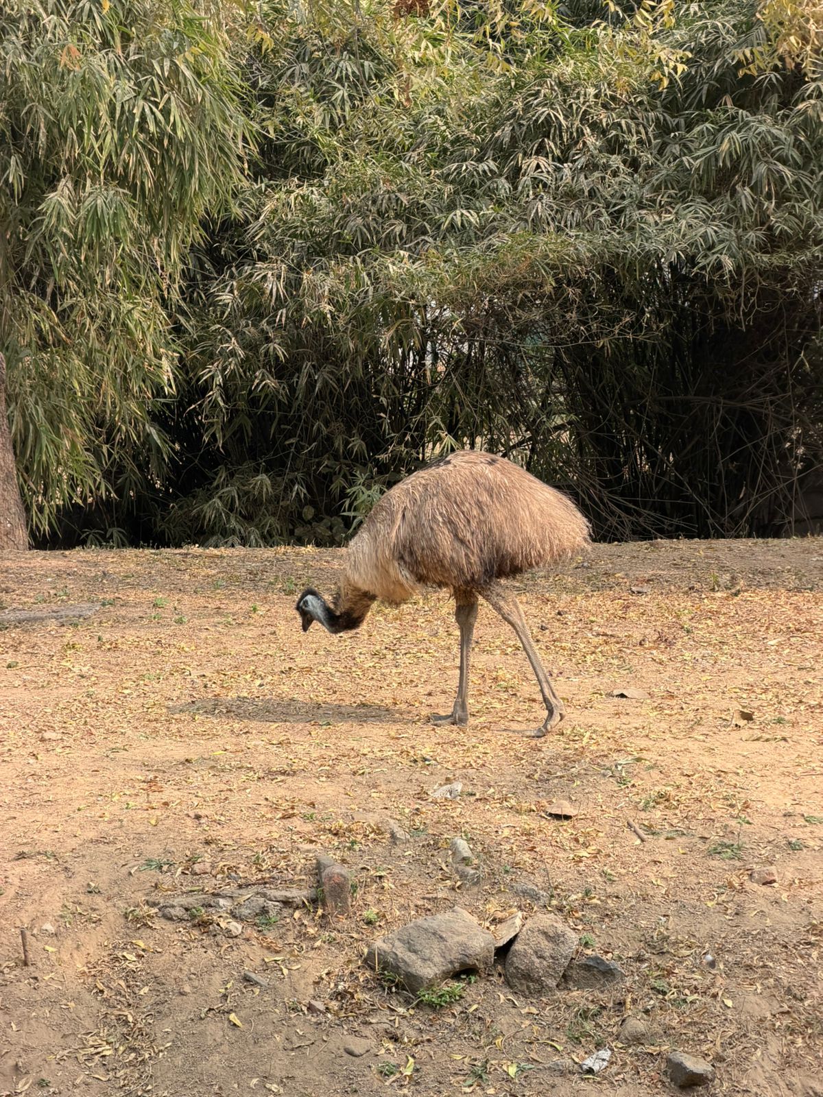 WhatsApp Image 2026-02-05 at 12.00.07 PM (1)