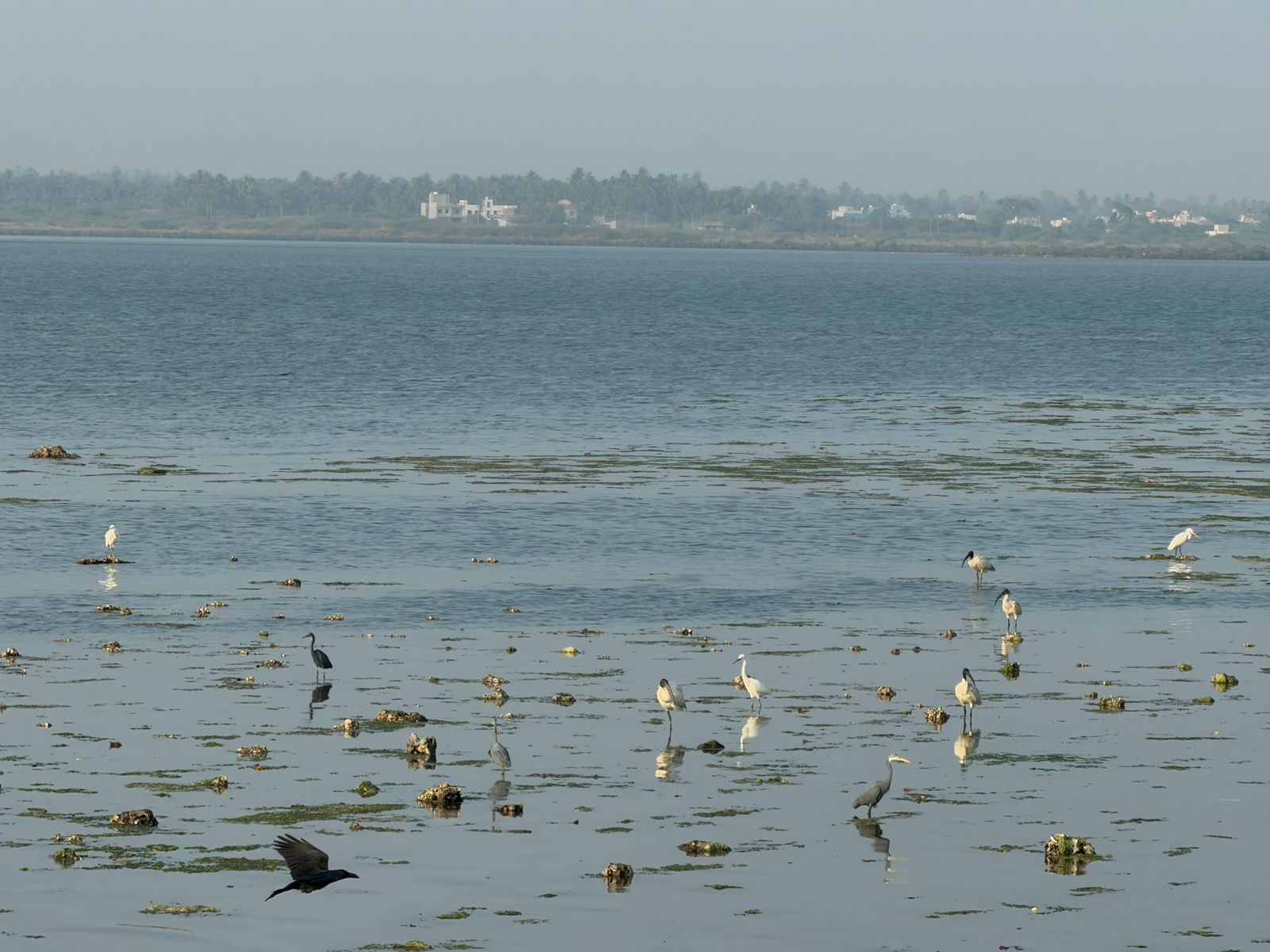 WhatsApp Image 2026-02-11 at 4.51.22 PM (1)