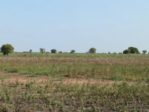 WhatsApp Image 2026-02-16 at 12.25.08 AM