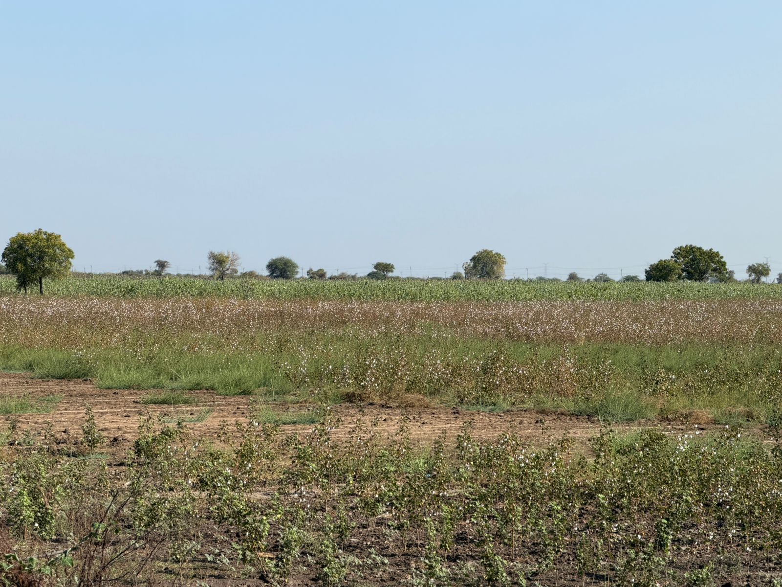 WhatsApp Image 2026-02-16 at 12.25.08 AM