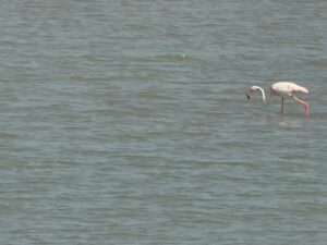 WhatsApp Image 2026-02-22 at 7.14.22 PM (1)