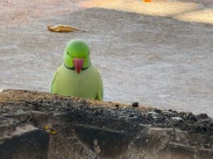 WhatsApp Image 2026-02-25 at 3.36.23 PM