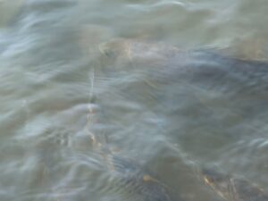 WhatsApp Image 2026-02-27 at 4.54.52 PM (1)