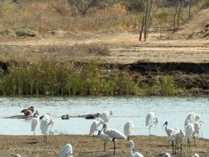 WhatsApp Image 2026-02-28 at 9.17.11 PM