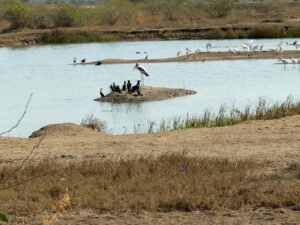 WhatsApp Image 2026-02-28 at 9.17.13 PM