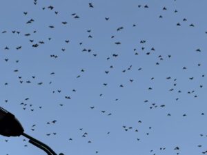 WhatsApp Image 2026-03-12 at 10.48.43 AM