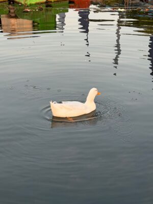 WhatsApp Image 2026-03-26 at 9.05.04 PM (1)